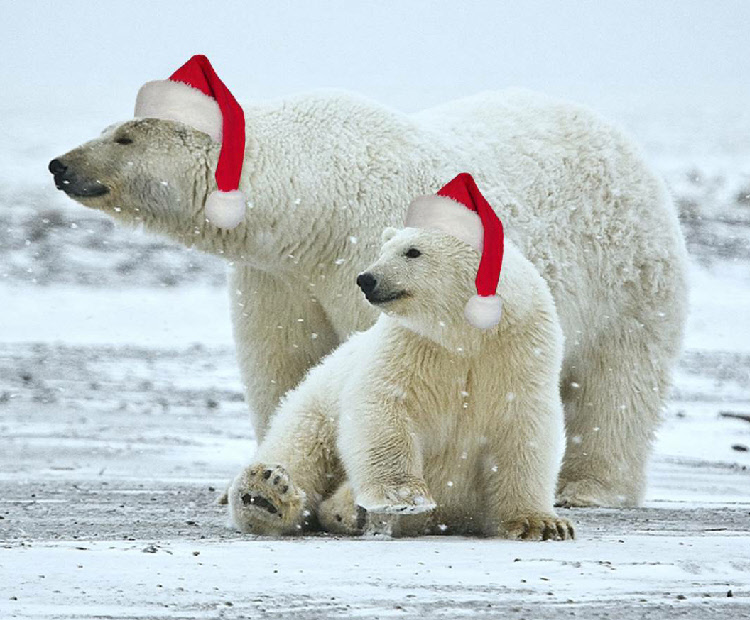 Christmas_Polar_Bears.jpg